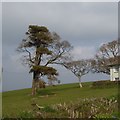 Isolated trees in a field near Peppershill