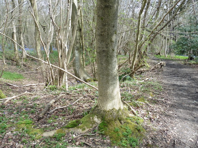 The North Downs Way in Westfield Wood
