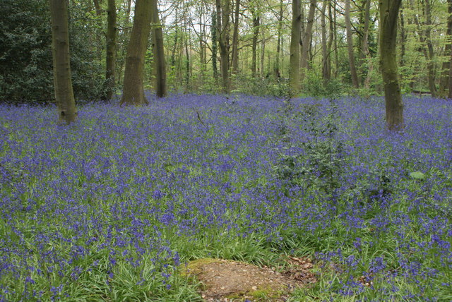View of bluebells in Chalet Wood, Wanstead Park #36