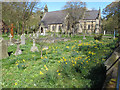 SD2806 : St Luke's churchyard with daffodils by David Hawgood