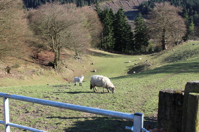 Sheep in valley, Hafodyrynys