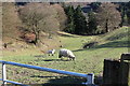 Sheep in valley, Hafodyrynys