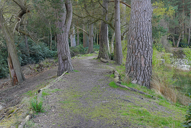 Path around Henley Park Lake