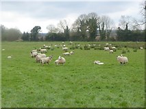 N4104 : Field of sheep at O'More's Forest by Oliver Dixon