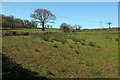 Field near Headon