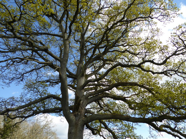 Oak tree in springtime beside the Herefordshire Trail