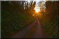 West Somerset : Country Lane