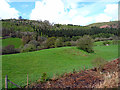 Pasture in the Dee Valley