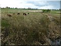 SJ4765 : Cattle grazing for reserve management by Dave Dunford