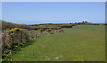 Pasture south of Edistone, Devon