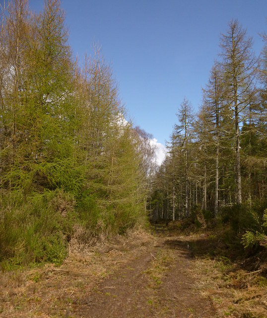 Track through Gallowhill Wood