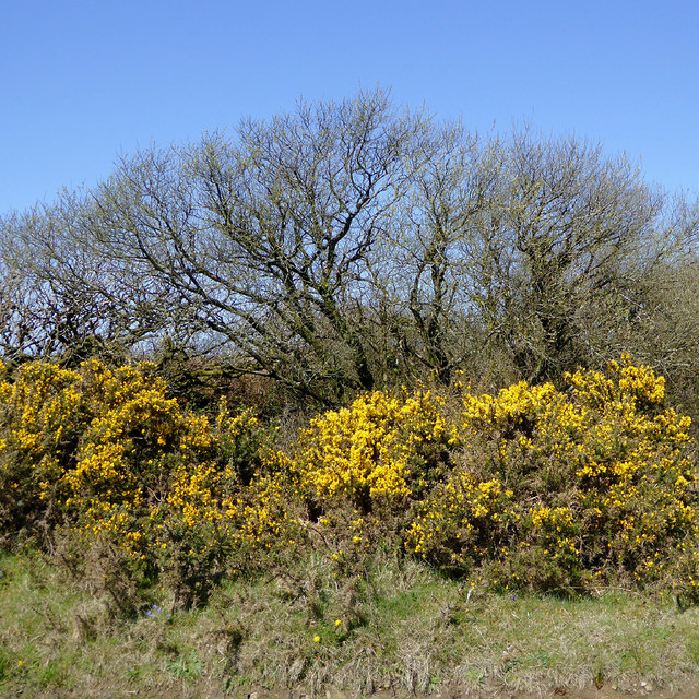 Gorse bushes on Bursdon Moor, Devon