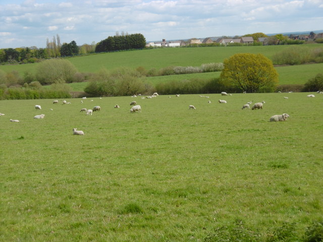 Sheep and lambs at Woodlands Farm