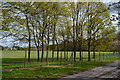 Trees beside lane at Tidworth