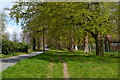 Trees and path beside Humber Lane