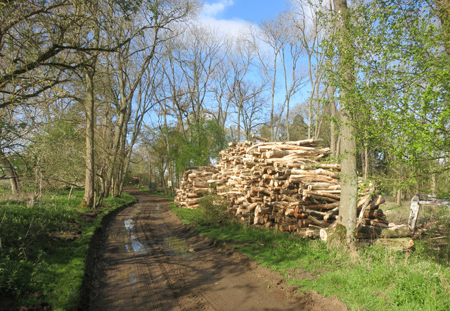 Log pile in Bath Hill Wood