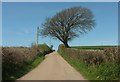 Lane to Hoggs Park