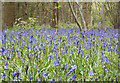 SP3059 : Bluebells in Oakley Wood by David P Howard