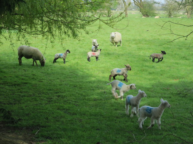 Lambs near Poplar Hall