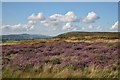 Heather on the Horseshoe Pass