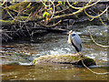 Grey Heron (Ardea cinerea) on the River Honddu at Brecon