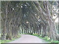 Track to Mousehill Plantation, Holkham