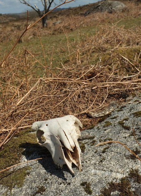 Sheep's skull, Haytor Down