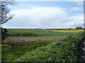 Oilseed rape crop, Tattle Hill