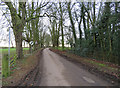 An avenue of trees