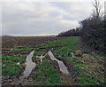 Very wet corner of a field