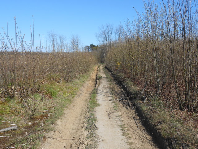 Path in Oaken Wood