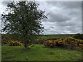 SU1370 : Tree and Gorse bushes on Fyfield Down by Rob Purvis