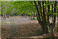 Beech trees, Brookwood Cemetery