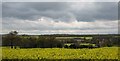 Rape seed field beside Thornbury hill lane.