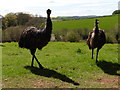 Emus at Denbury Farm