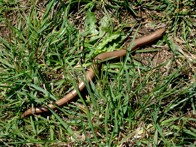 Slow Worm south of Welcombe Mouth, Devon
