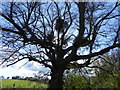 Tree with Mistletoe