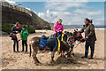 NZ8911 : Donkeys on West Beach, Whitby, Yorkshire by Christine Matthews