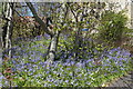 Bluebells, Stevenston