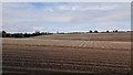 SU6055 : Large Potato Field near Manor Farm by James Emmans