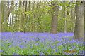 Bluebell Woodland