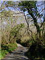 Shady lane south-west of Welcombe, Devon