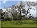 Cherry Tree, Hole Farm