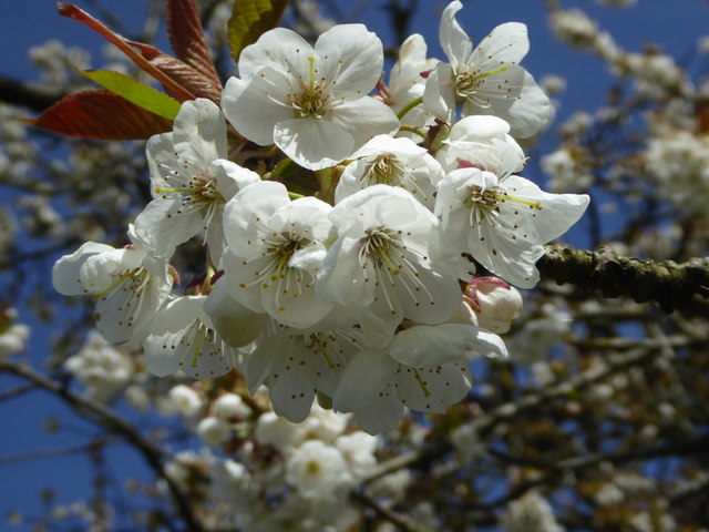 Cherry blossom, Hole Farm