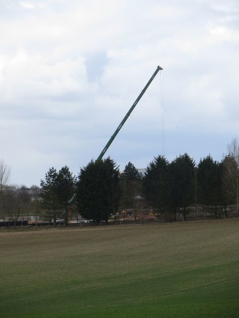 Crane past the trees