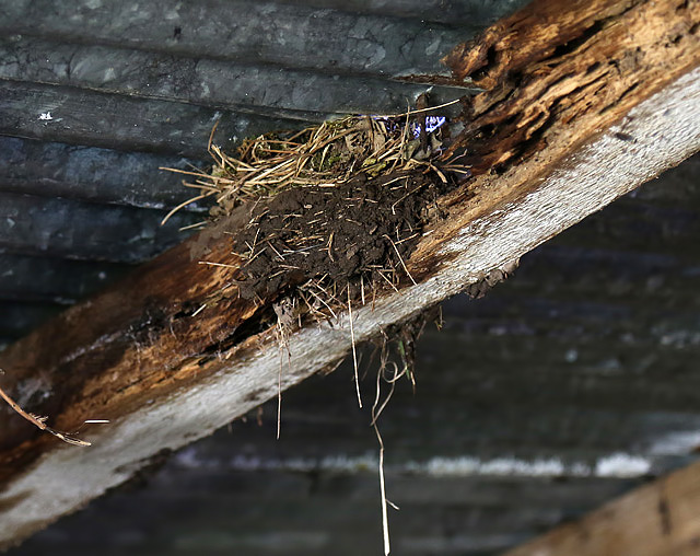 A birds nest inside the mort-house at the ruined Lennel Parish Church