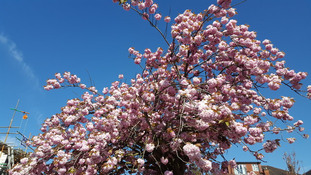 Cherry Blossom, London N14