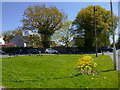 Daffodils at the southern end of Windmill Lane