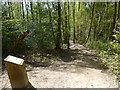 Stepped path in Ashplats Wood