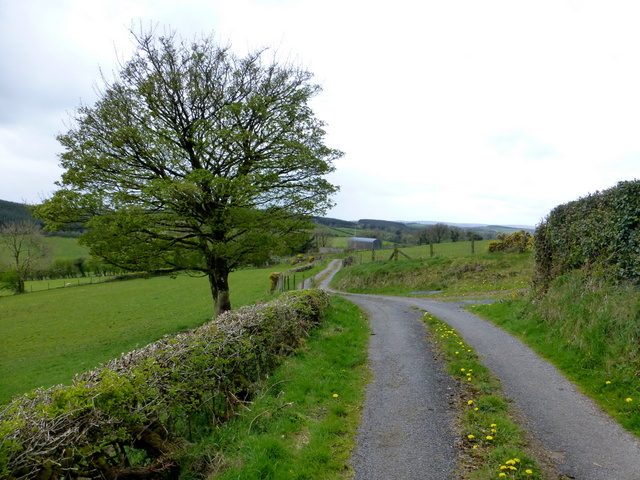 Tree along Rarogan Road © Kenneth Allen cc-by-sa/2.0 :: Geograph Ireland